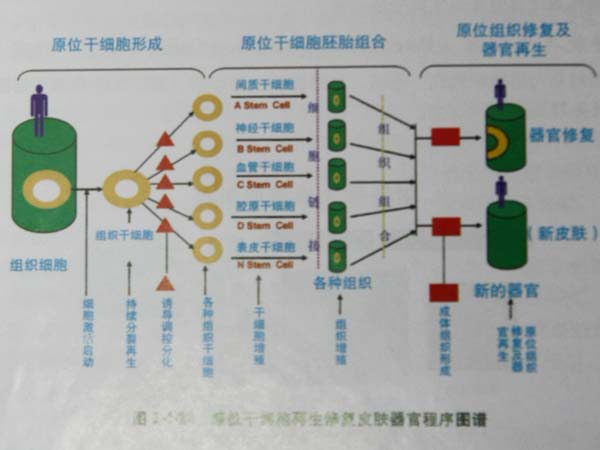 皮肤细胞再生修复技术必将颠覆传统疗法(图1)