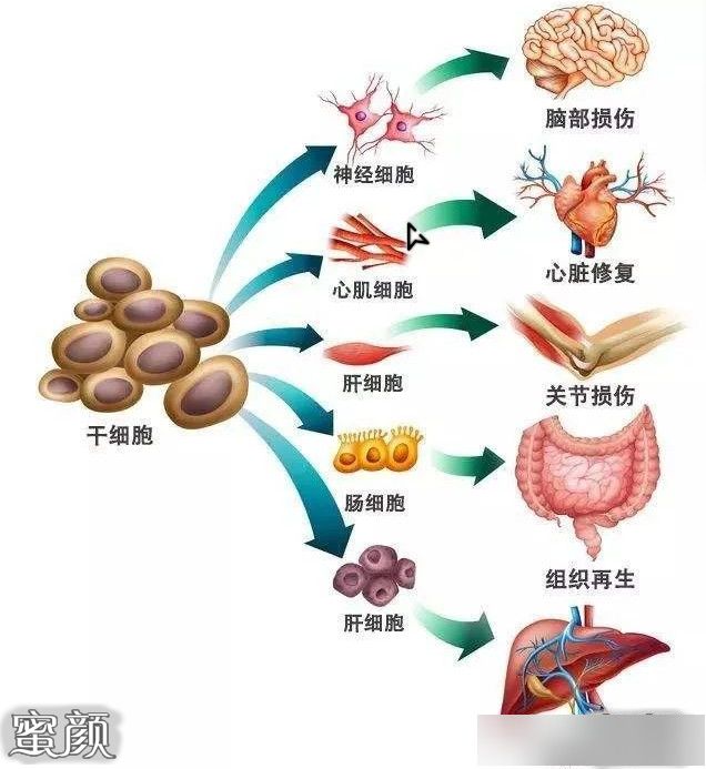 皮肤细胞再生修复疗法(图1)