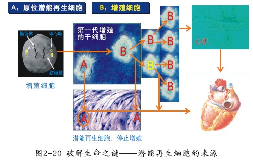 皮肤松垮想紧致？选对麦角硫因品牌少花冤枉钱(图1)