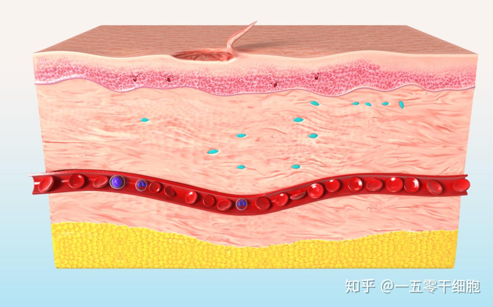 不同年龄不同肤质需求怎么选抗老成分?(图1)