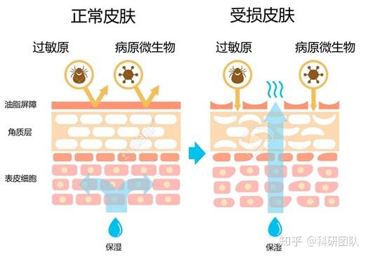 云克隆原代细胞助力Nature:深海新分子PDM破解糖尿病创面修复难题(图1)
