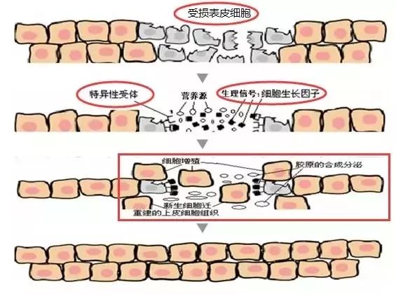 中国医学团队提出抗皮肤衰老新方法--健康·生活--人民网(图1)